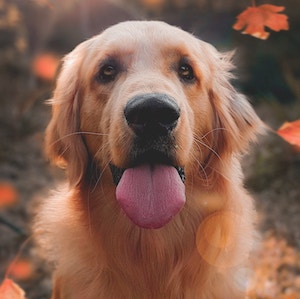 dog-display-picture